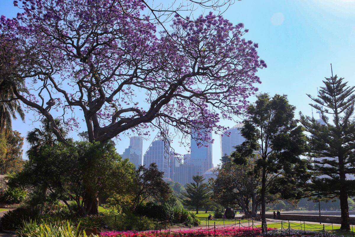 Royal Botanic Garden Sydney