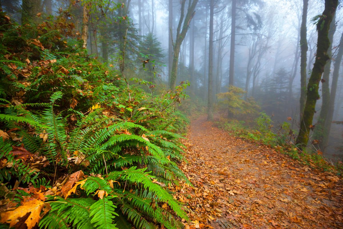 Forest Park, Portland